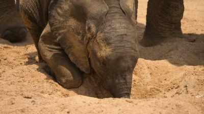 In severe droughts,
the wells they dig can be their lifeline. - Our Planet