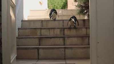 In Simon's Town, an open door... - Penguin Town