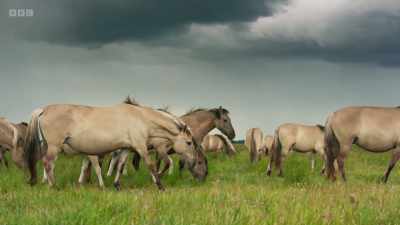 In some areas, such
species are being reintroduced - Wild Isles