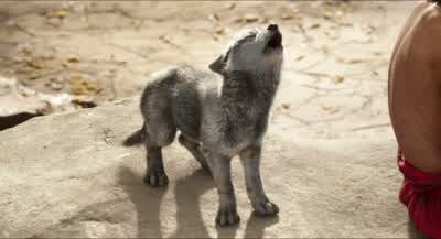 In some packs, the runt gets eaten. - The Jungle Book