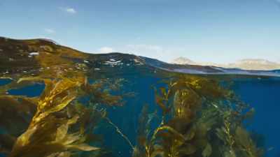 In some places, - Blue Planet II