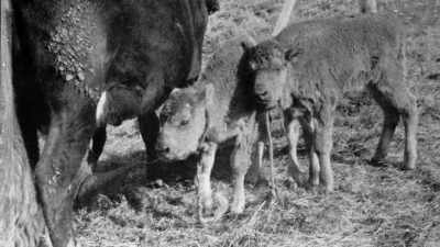 In South Dakota, - The American Buffalo