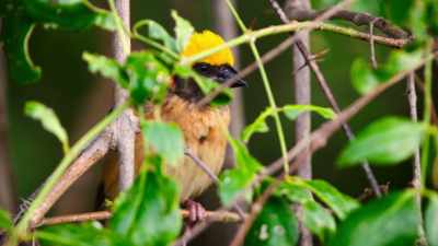 In southern Thailand, - The Secret Lives of Animals