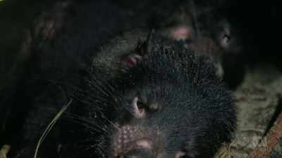 In spite of that fearsome scream, - David Attenborough's Tasmania
