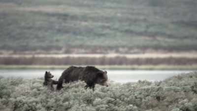 In spring 2010,
she emerged with four cubs, - Epic Yellowstone