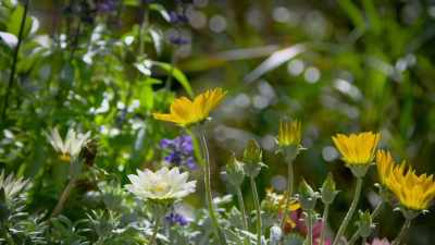 In spring, they produce colour - Attenborough's Life in Colour