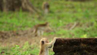 In Sri Lanka, - Wild Babies
