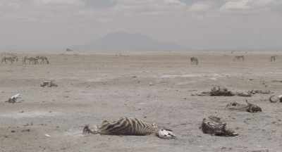 In such a drought,
what kills is not thirst but starvation. - The Elephant Queen