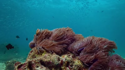 'In summer,
a blizzard of nutritious plankton - A Year on Planet Earth