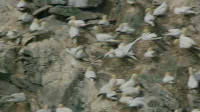 In summer, Arctic foxes feed
almost exclusively on seabirds - Wild Ways of the Vikings