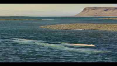 In summer, melting rivers feed the inlet, - Our Oceans