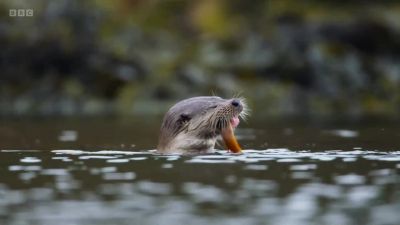 In summer, the waters teem with small fish, such as eelpout, - Wild Isles