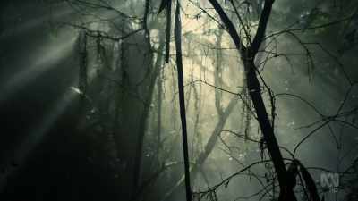 In Tasmania they become giants. - David Attenborough's Tasmania