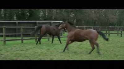 In terms of ability,
she's right up there - Horsepower