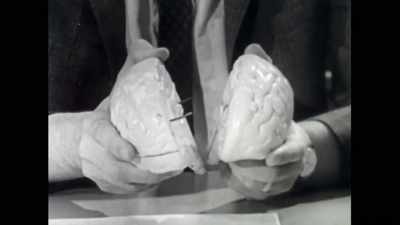 In the 1960s, he was a
grad student participating - The Divided Brain