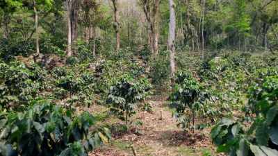 - In the 1990s, coffee prices
plummeted, - Eva Longoria: Searching for Mexico