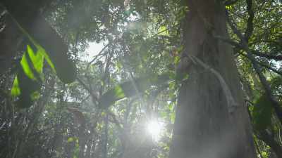 In the Amazon, - Breaking Boundaries: The Science of Our Planet