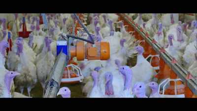 - In the animal 
agriculture industry, - What the Health