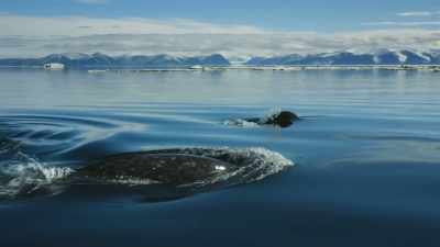 In the Arctic, - Planet Earth III
