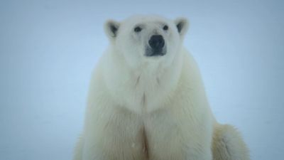 In the Arctic, storms and blizzards can strike at anytime. - Big Beasts