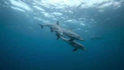 In the Atlantic Ocean, - Wild Babies