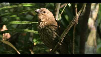 In the Australian Wet Tropics, - Extinction: The Facts