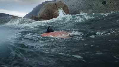 In the beginning,
it's a hard thing to get in the water. - My Octopus Teacher