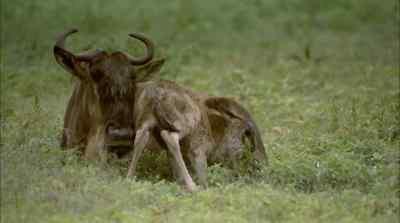 In the brief span of a few weeks - Africa: The Serengeti