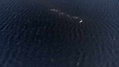 "In the commotion, the young male
is separated." - Secrets of the Whales