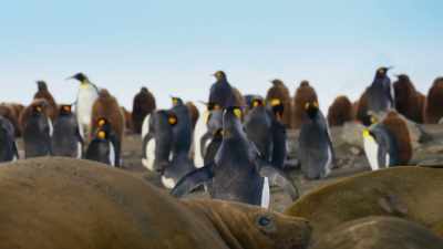 In the confusion,
this penguin slips through. - Blue Planet II
