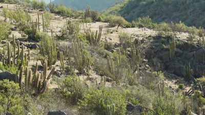 In the desert world, water thieves
can come in many forms - The Green Planet