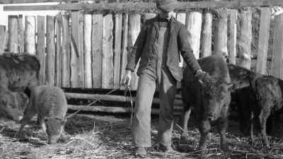 In the early 1880s,
just as the hide hunters - The American Buffalo