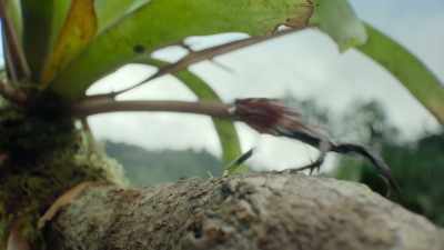 In the Ecuadorian Cloud Forest,
a thumbnail-sized little devil frog - Super/Natural