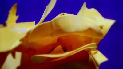 - In the end, it's just a flower - Craftopia