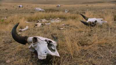 In the end,
the bone trade - The American Buffalo