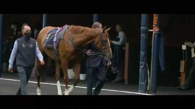 In the feature race
today history could be made, - Horsepower