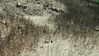 In the fire's aftermath, - The Green Planet