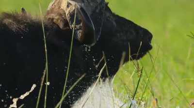 In the flood's wake
come the great herds… - Surviving Paradise: A Family Tale