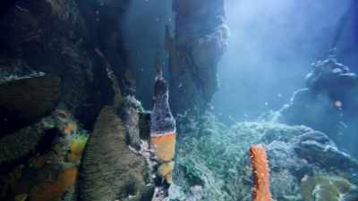 In the last decade, - Blue Planet II