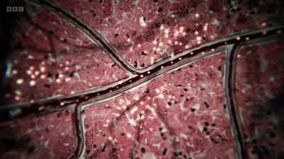 In the liver, - The Human Body: Secrets of Your Life Revealed