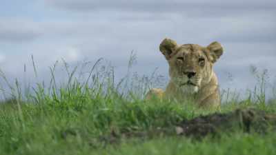 In the lives
of these powerful predators, - Dynasties