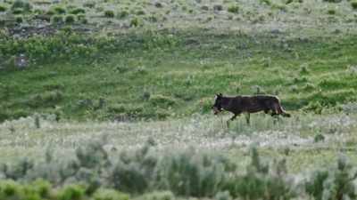 In the mollies' territory,
it's a dangerous move. - Epic Yellowstone
