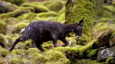 In the most mountainous areas, - Wales: Land of the Wild