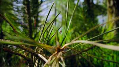 In the mountains of Italy, - The Secret Lives of Animals