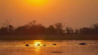 In the Okavango Delta of Botswana, - Wild Babies