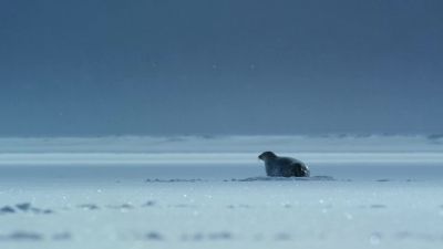 In the past, she would have built a den inside a ridge on the ice, - Our Planet