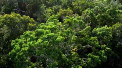 In the rainforests of Australia, - Micro Monsters with David Attenborough