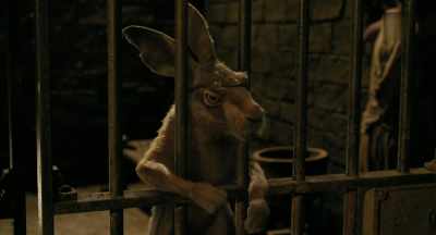 In the right corner,
wearing golden stripes, - Dolittle