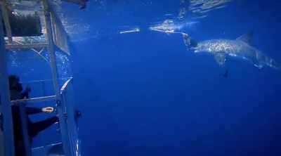 In the second case in Guadalupe, - Shark Attack Files