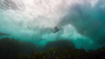 In the shallows, - Blue Planet II